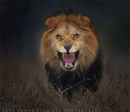 【長野】小諸市動物園  飼育員がライオンにかまれる